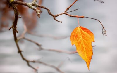 अंतिम पत्ता | The Last Leaf Story