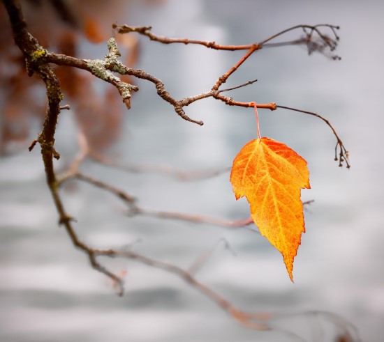 अंतिम पत्ता | The Last Leaf Story